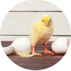 Pollito
